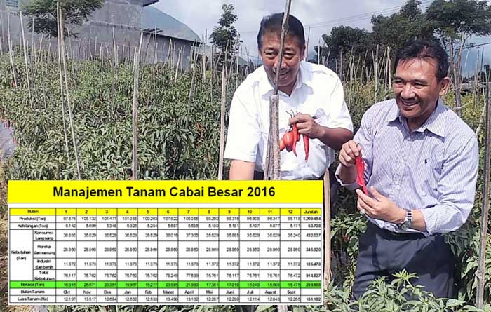 Kementan Pastikan Pasokan Cabai Cukup, Bahkan Berpeluang Ekspor